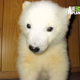 Image for article titled Orphaned Baby Polar Bear "Talks" To His Zookeeper